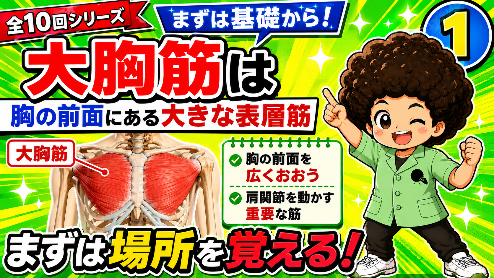 胸の前面を広く覆う大胸筋の位置を示した図