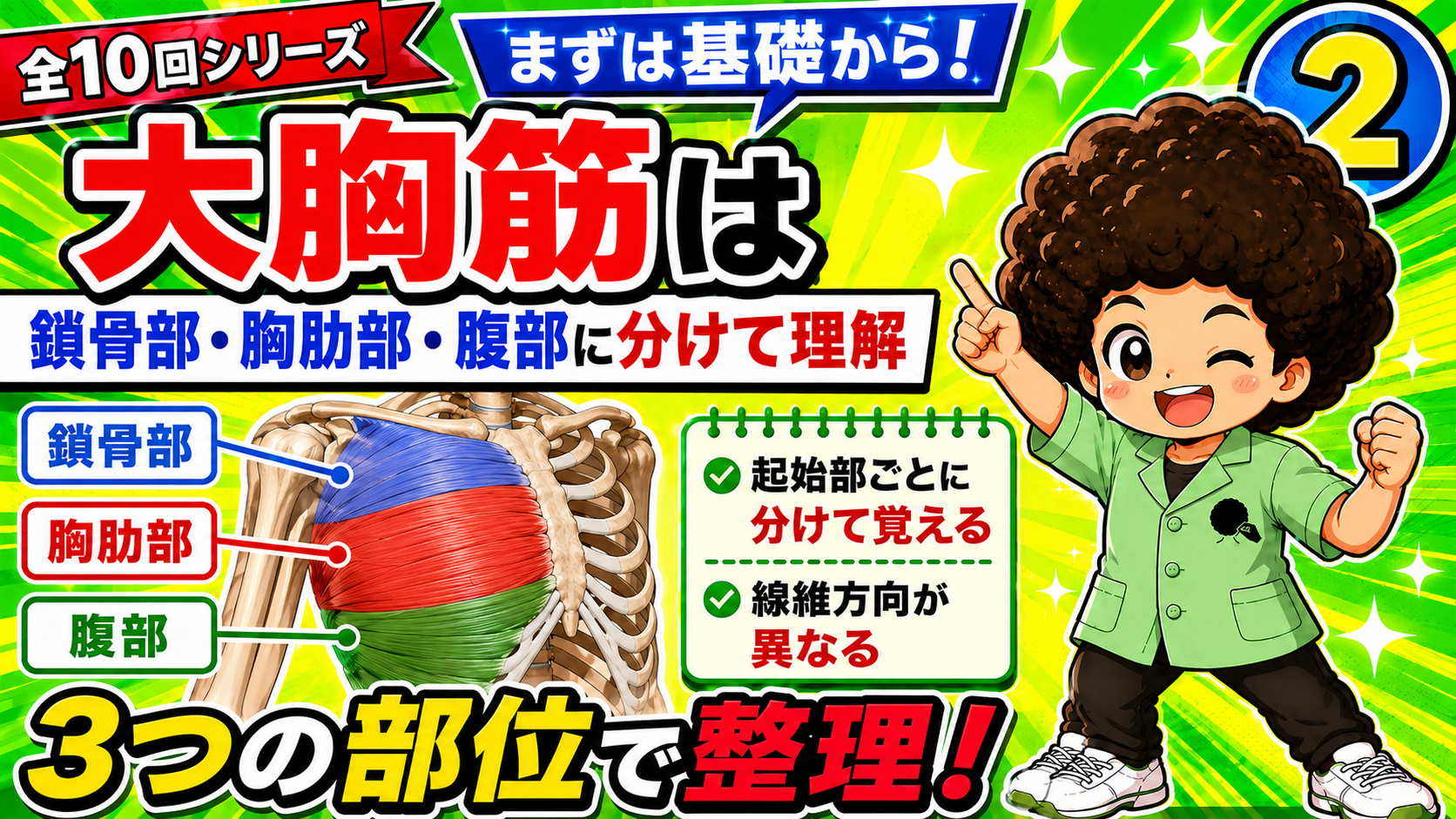 大胸筋を鎖骨部・胸肋部・腹部に色分けした図