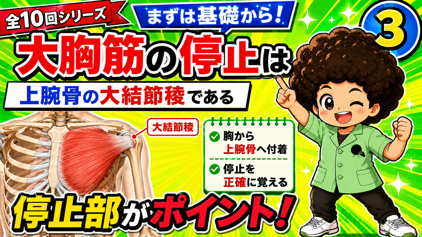 大胸筋が上腕骨大結節稜に停止する図