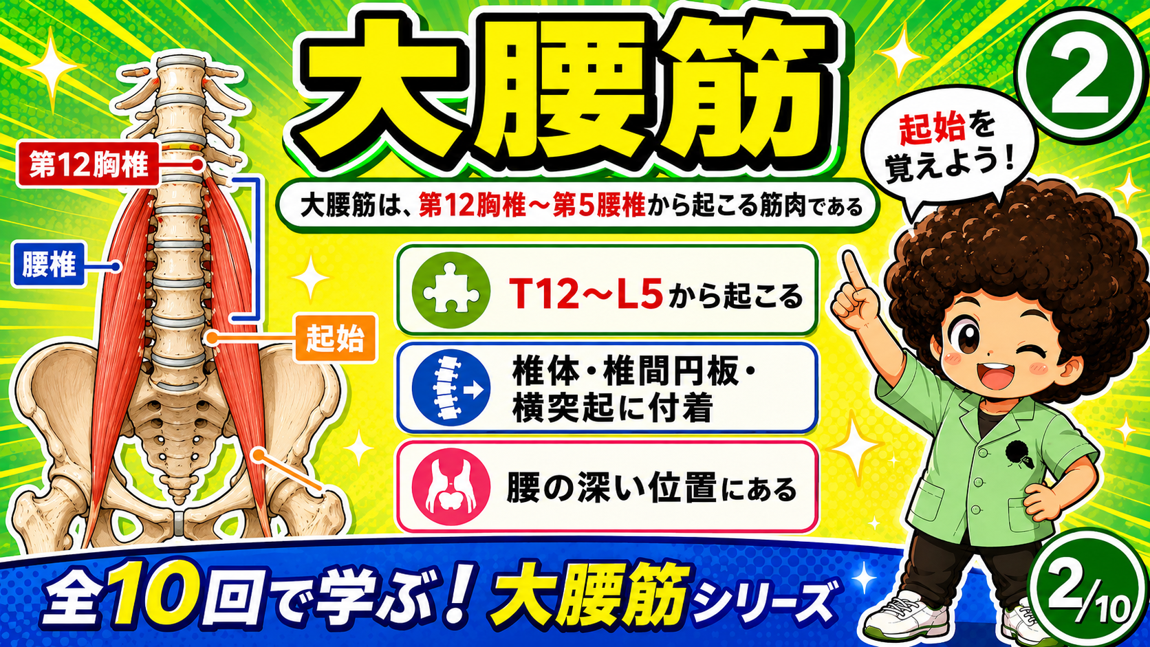 第12胸椎と腰椎に付着する大腰筋の起始を示した図