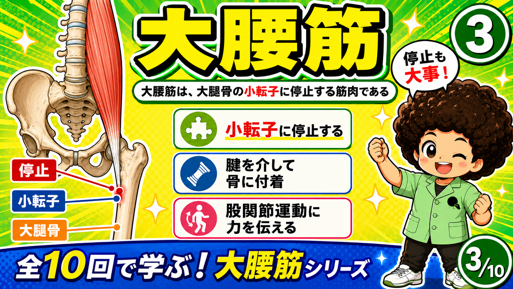 大腿骨の小転子に停止する大腰筋を示した図