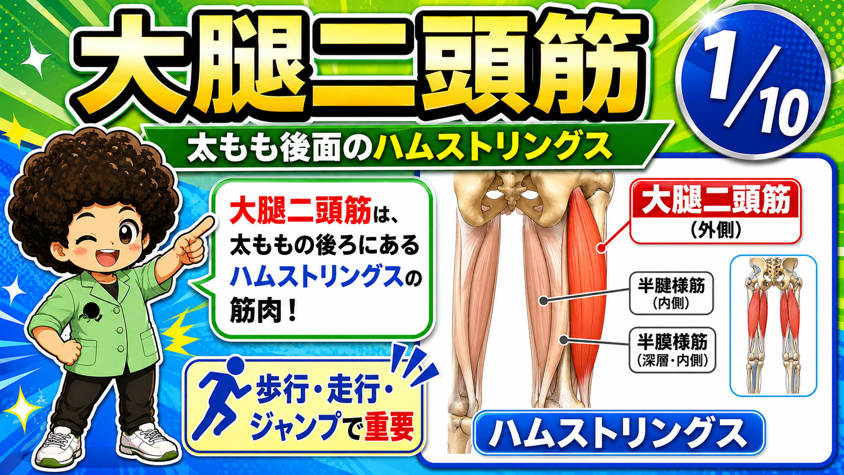 大腿二頭筋が太もも後面外側のハムストリングスとして半腱様筋・半膜様筋とともに描かれた図
