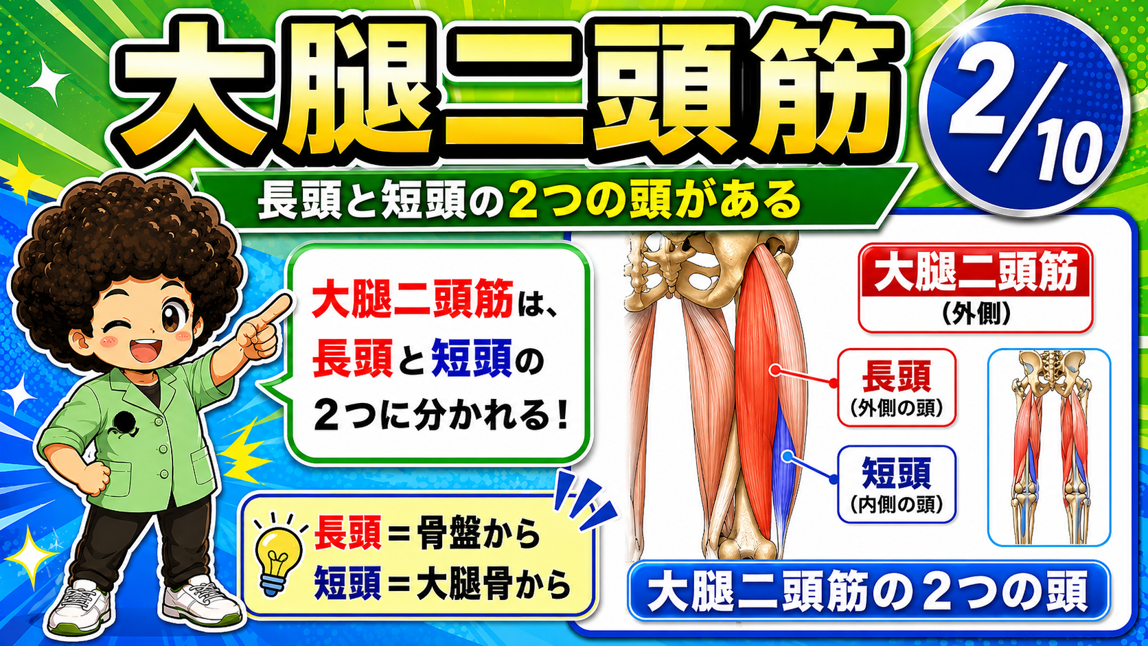 大腿二頭筋の長頭と短頭を色分けした図