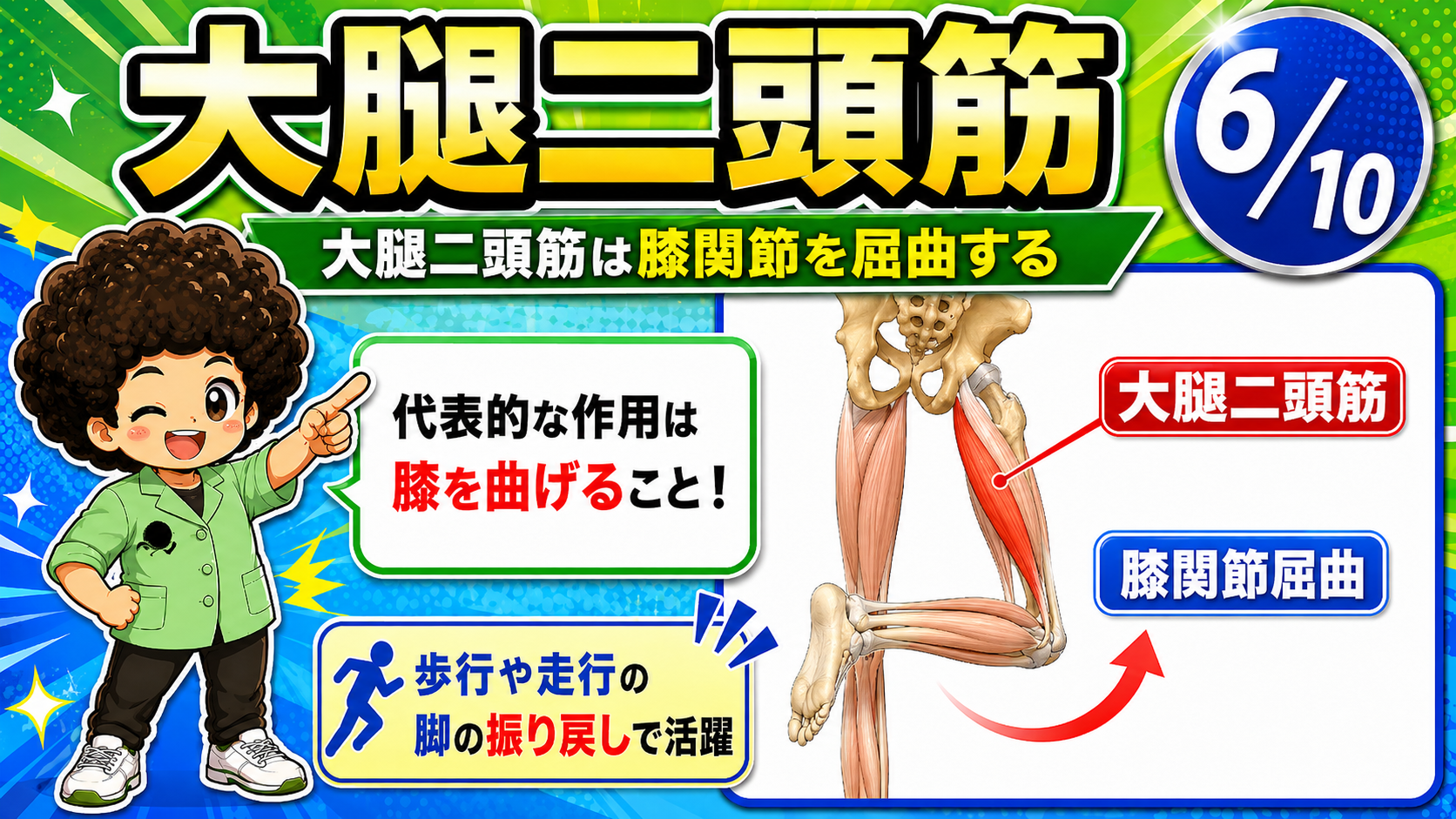 大腿二頭筋が膝関節を屈曲させる動きを示した図