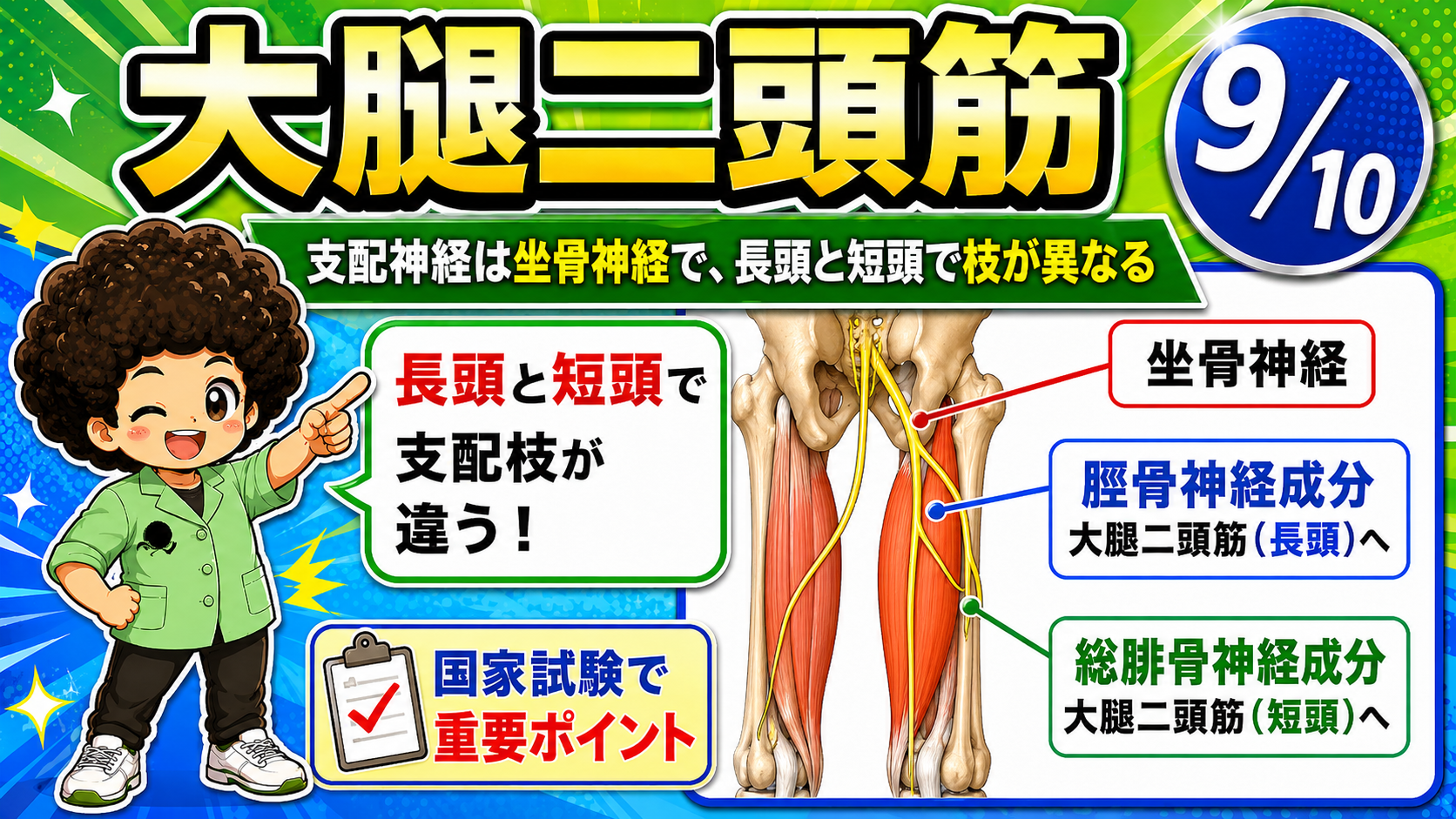 坐骨神経が脛骨神経成分と総腓骨神経成分に分かれて大腿二頭筋を支配する図