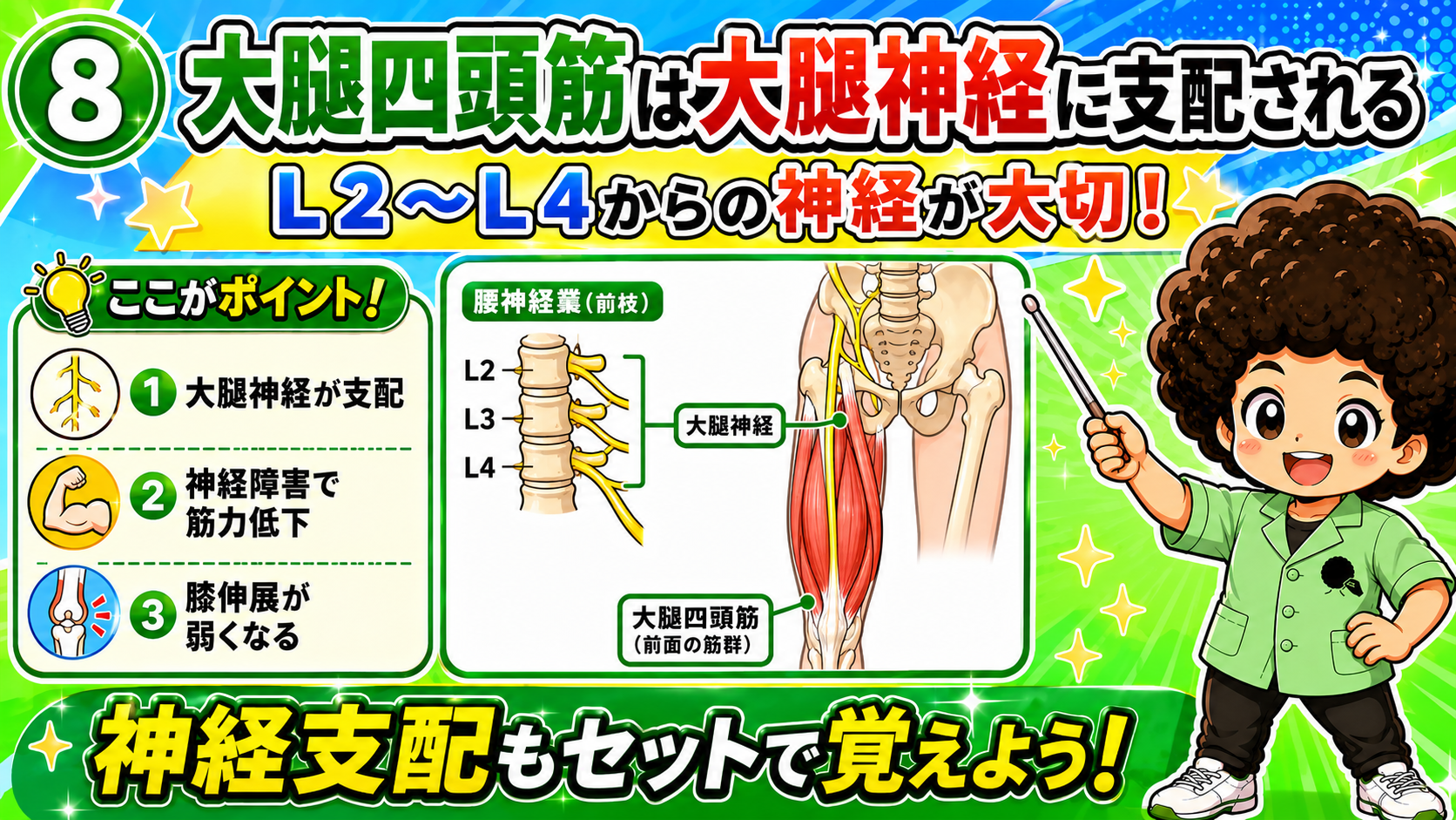 太もも前面の大腿四頭筋(大腿直筋・外側広筋・内側広筋・中間広筋)を示した筋肉イラスト