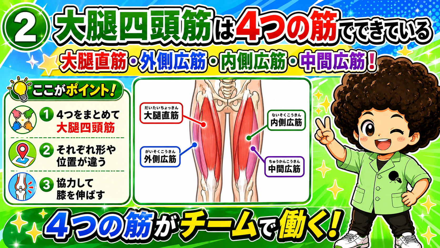 4つの筋からなる大腿四頭筋を示した図