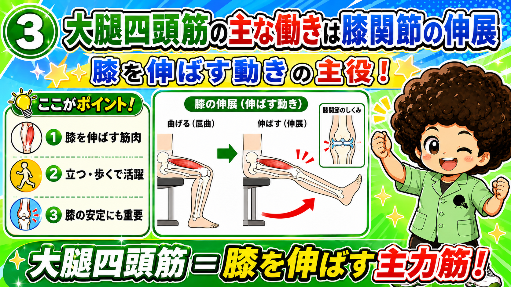 膝関節を伸展させる大腿四頭筋の作用の図