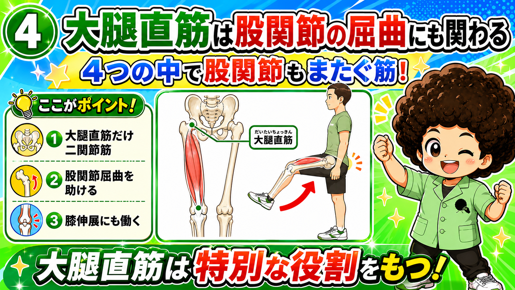 股関節と膝をまたぐ大腿直筋を示した図