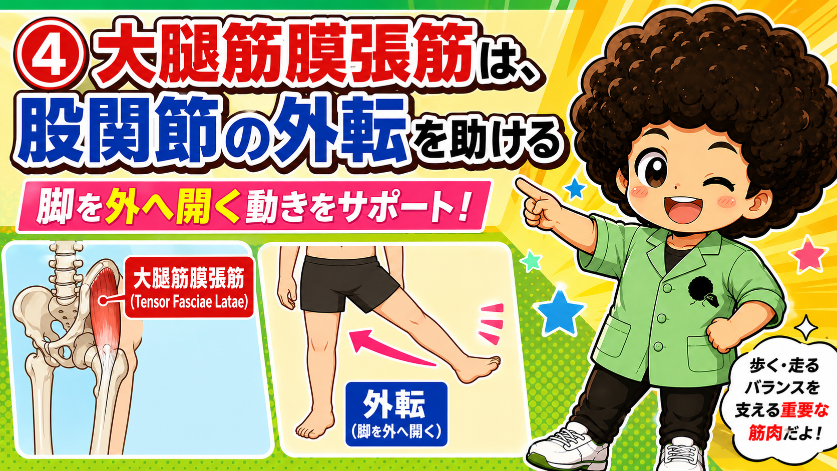 股関節を屈曲・外転・内旋させる大腿筋膜張筋の作用図