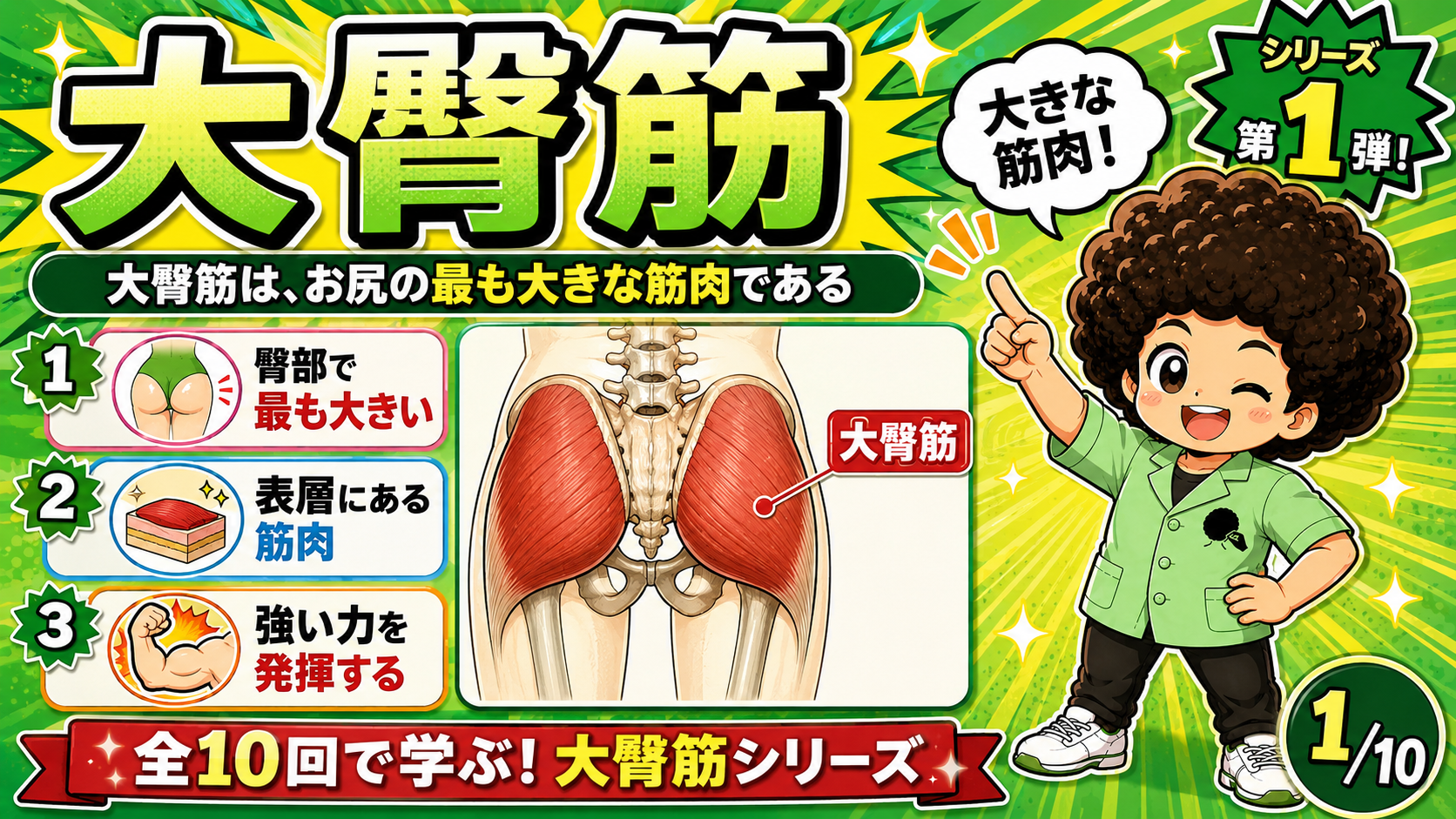 骨盤後面に広がる左右の大臀筋を示した解剖図
