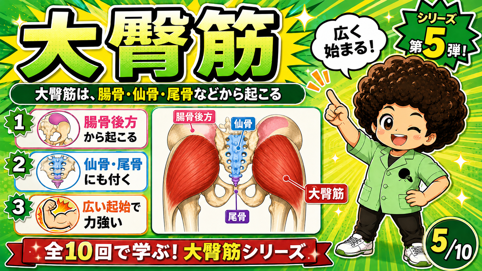 腸骨後方・仙骨・尾骨の起始部を示した図