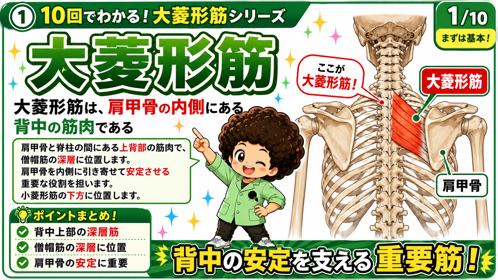 肩甲骨と脊柱の間、僧帽筋の深層にある大菱形筋を示した背面の骨格図