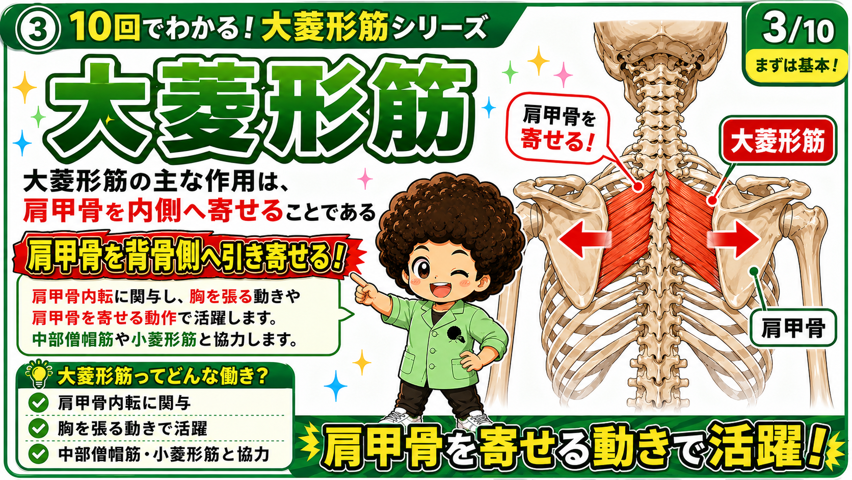左右の大菱形筋が肩甲骨を内側へ引き寄せる様子を矢印で示した図