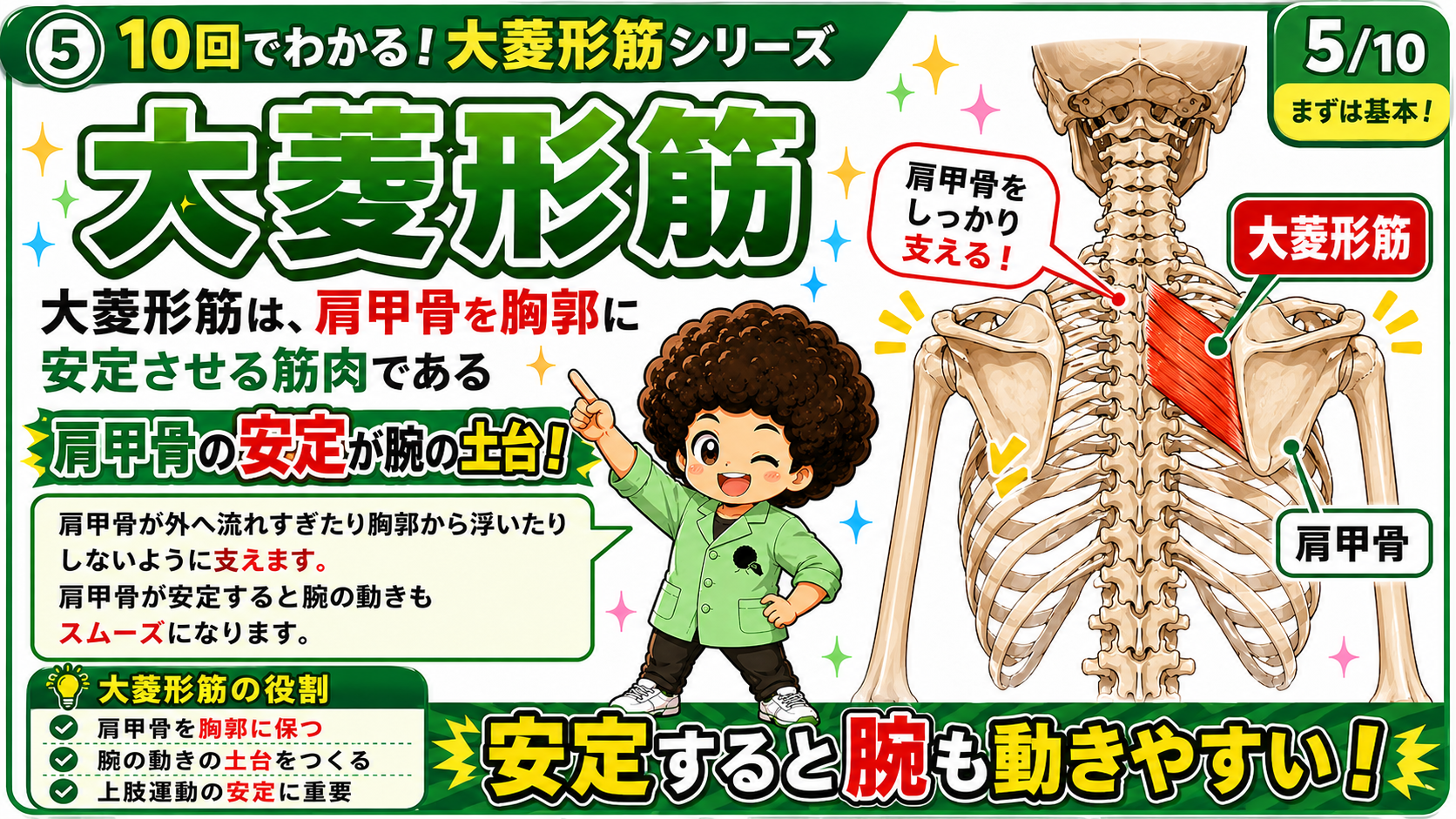 大菱形筋が肩甲骨を胸郭に安定させ腕の土台をつくる様子を示した図
