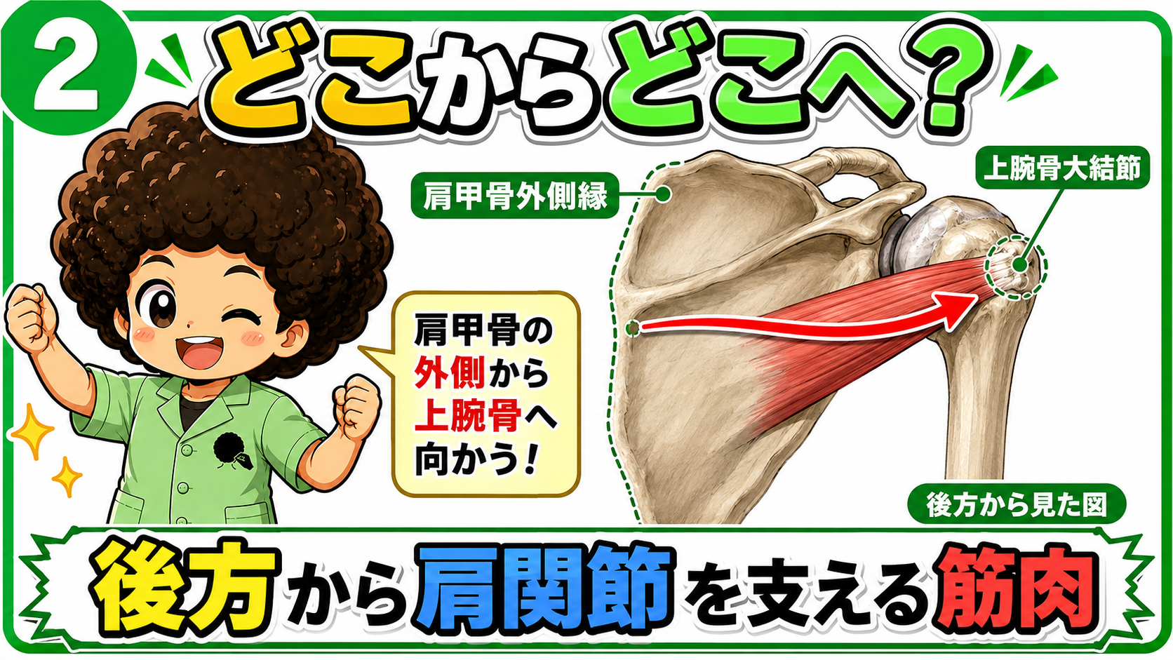 小円筋の起始と停止を示した図