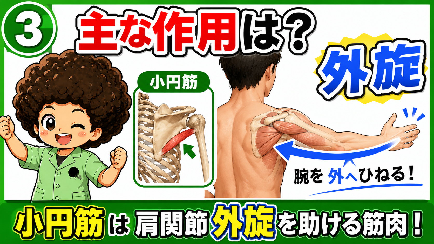 小円筋による肩外旋を示した図
