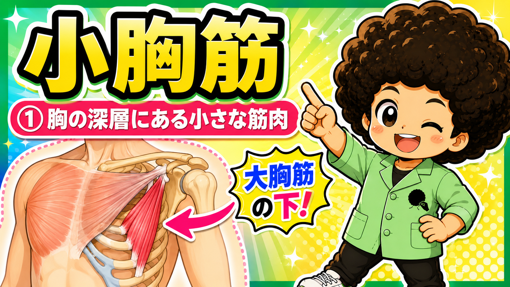 大胸筋の深層に描かれた小胸筋を示す胸部の図で、胸の深層にある小さな筋肉であることを示す図