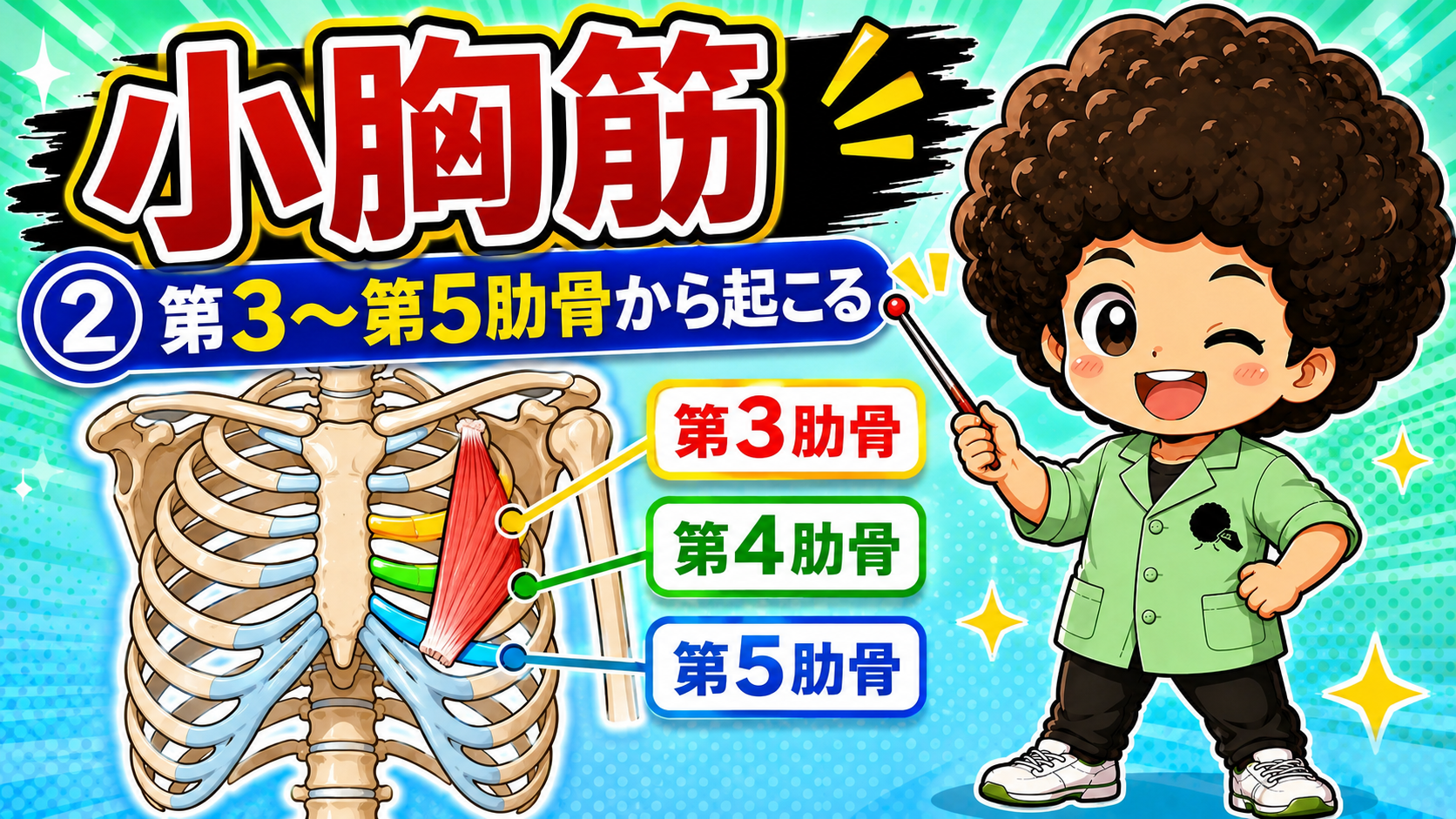 第3肋骨・第4肋骨・第5肋骨から起こる小胸筋を示した胸郭の図