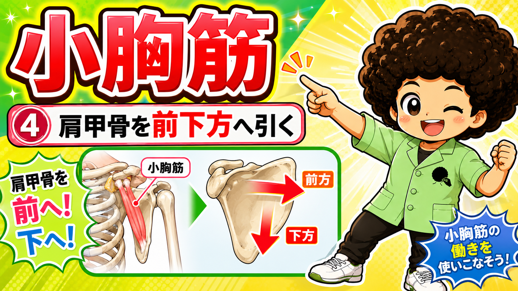 小胸筋が肩甲骨を前方・下方へ引く動きを矢印で示した図