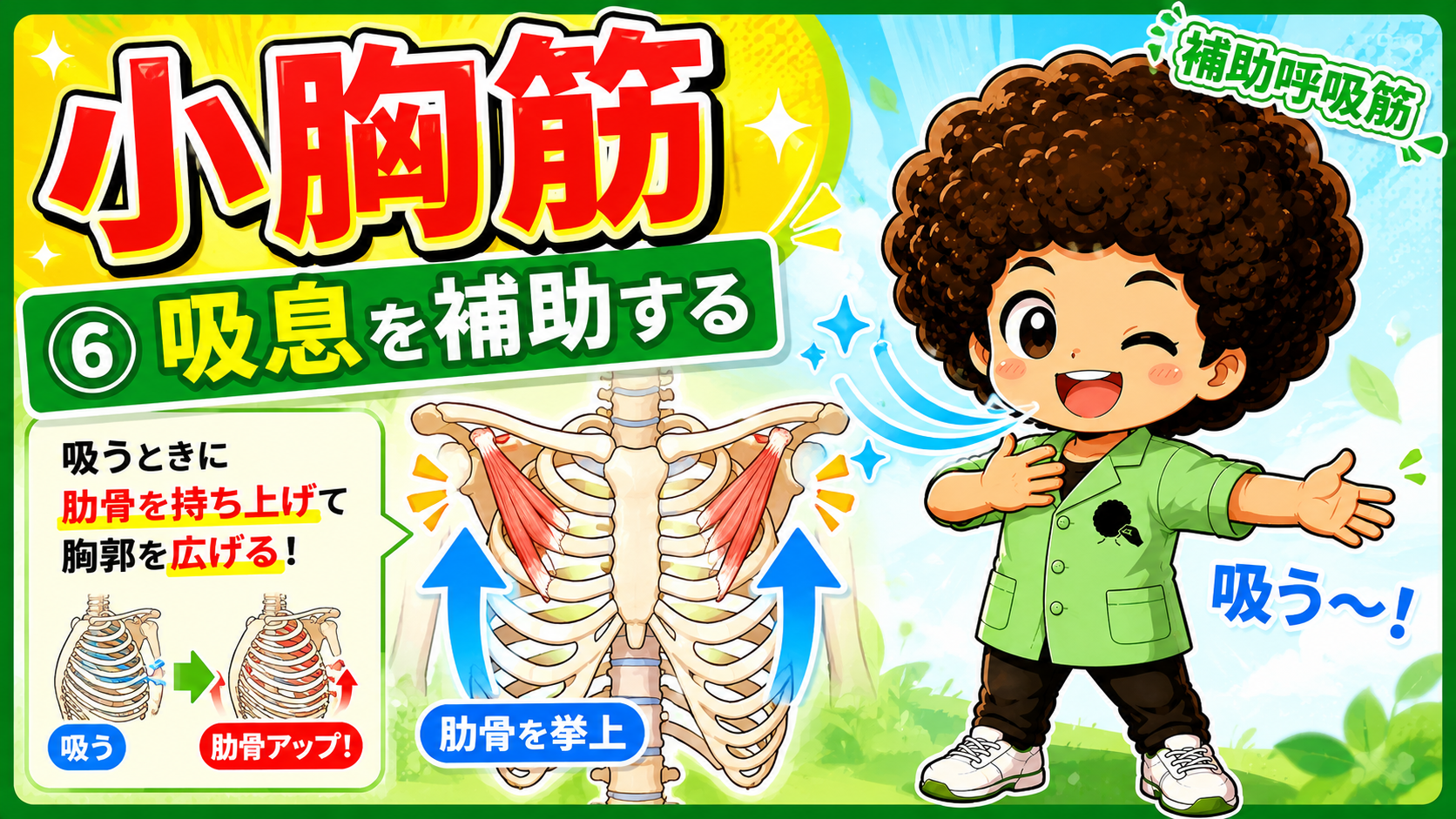 吸息時に小胸筋が肋骨を挙上して胸郭を広げる様子を示した図