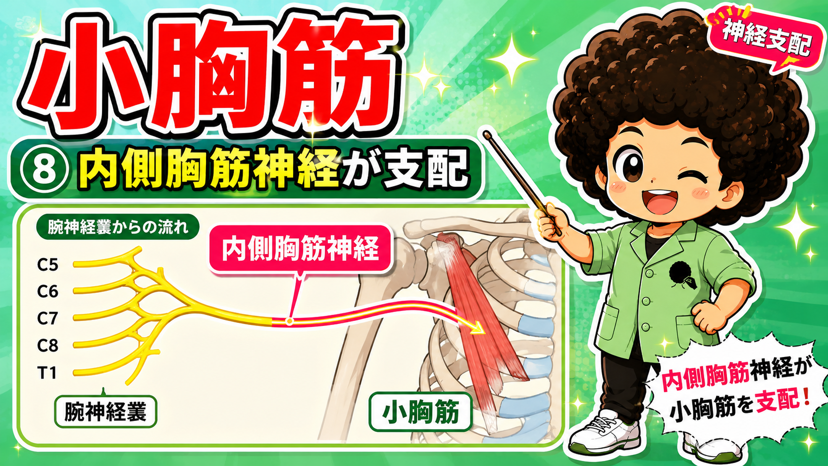 腕神経叢から分かれる内側胸筋神経が小胸筋を支配することを示した図