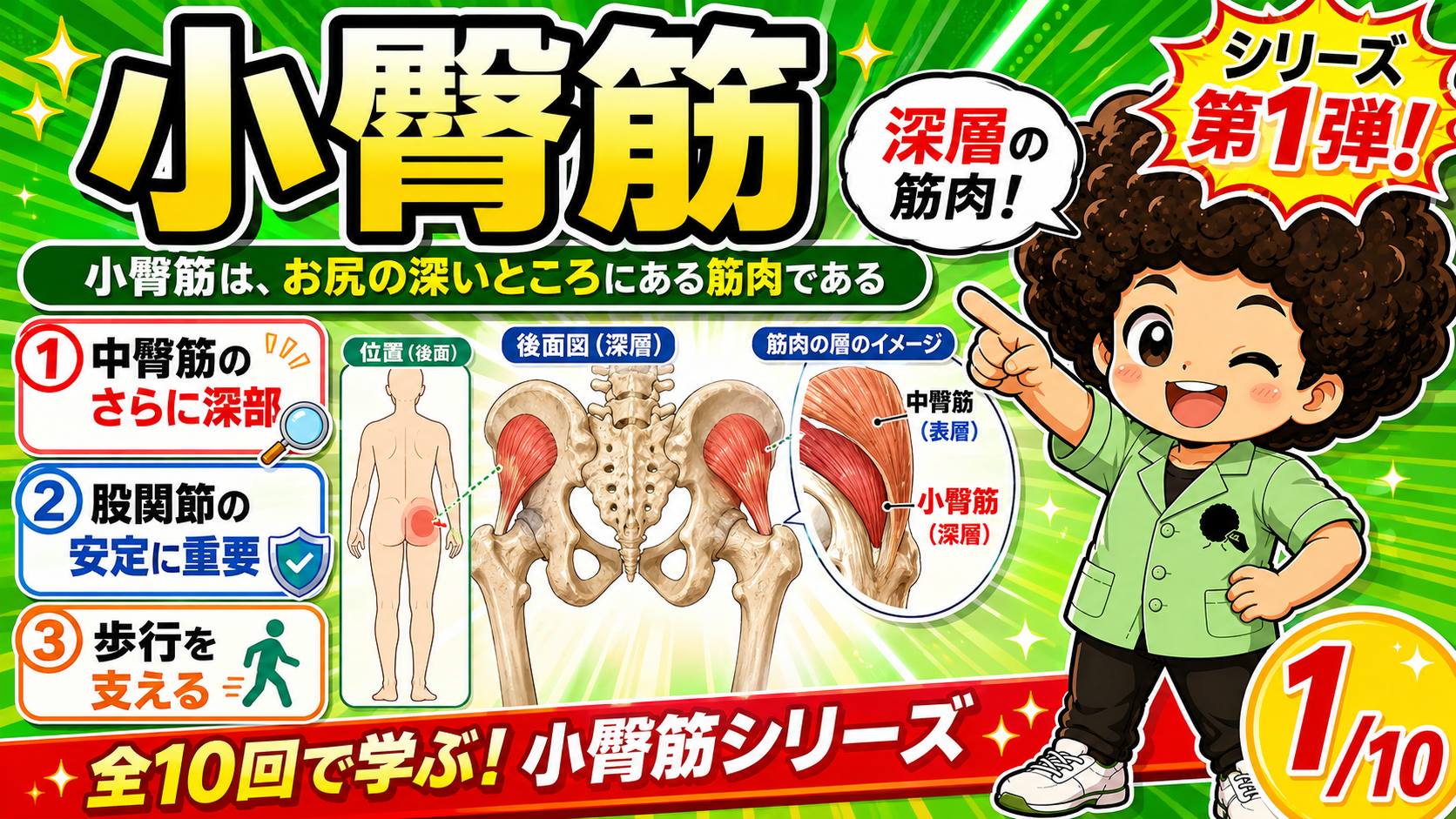 中臀筋の深部にある小臀筋を示した解剖図
