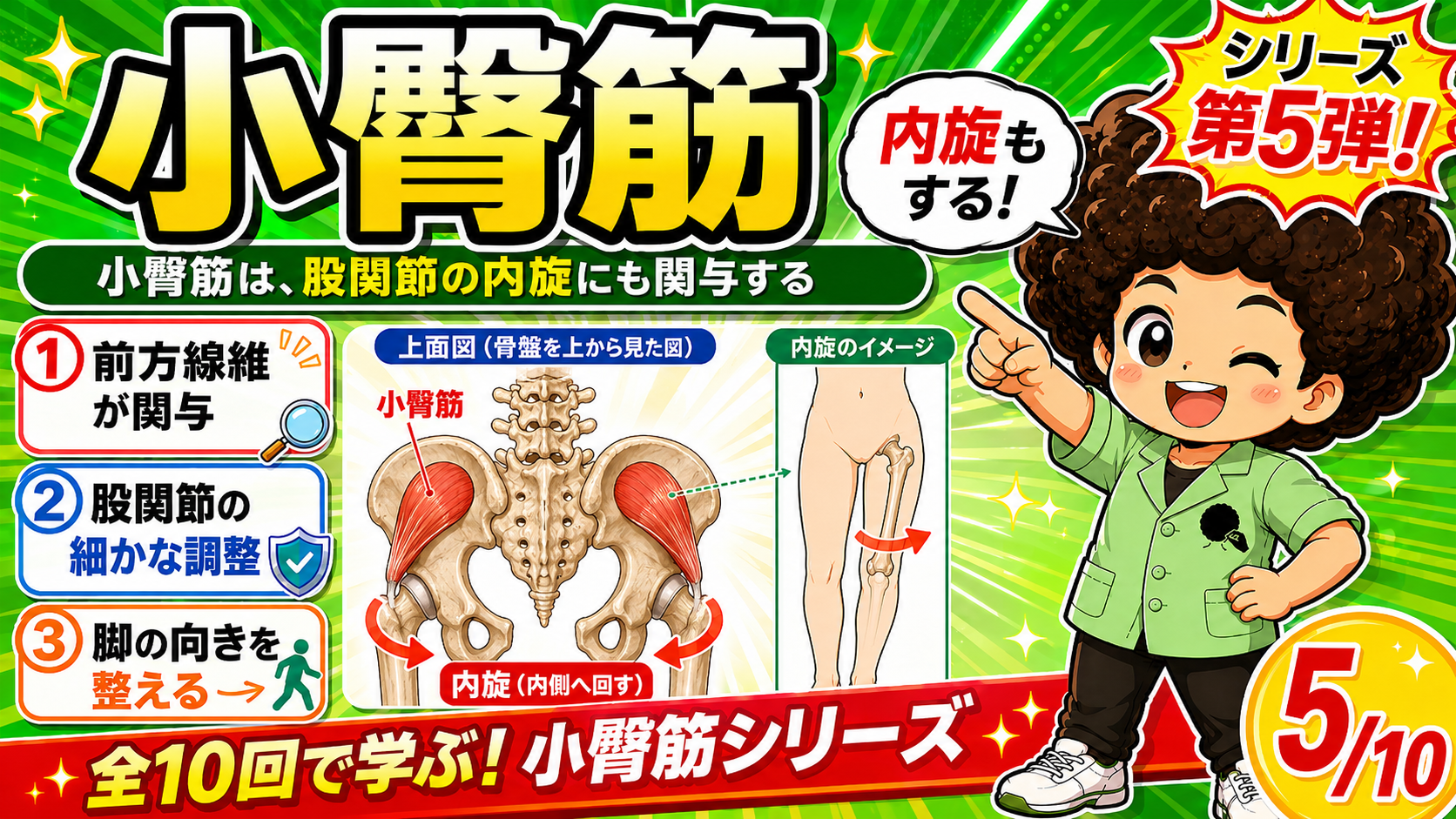 骨盤を上から見て内旋に働く小臀筋の図