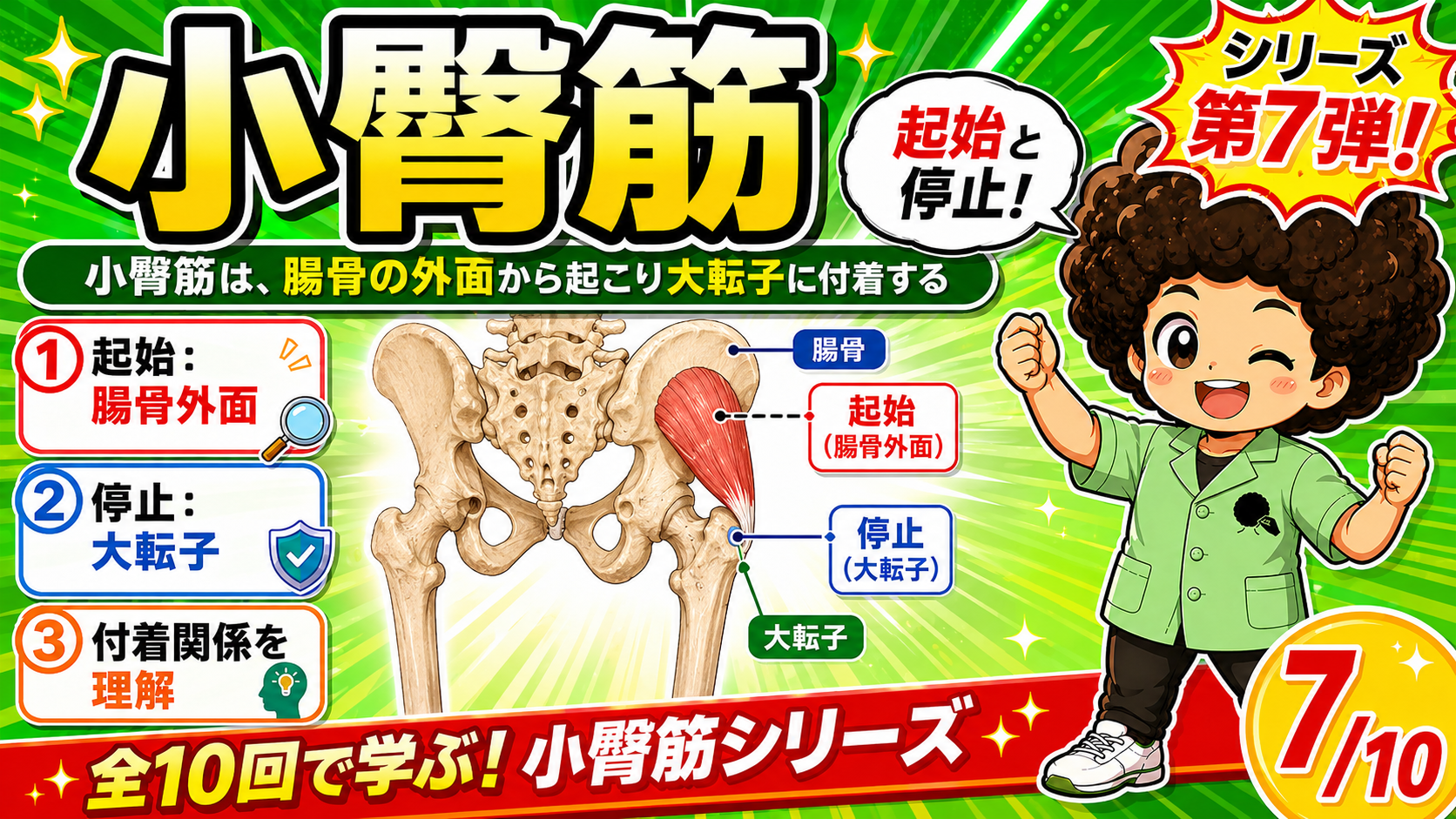 起始の腸骨外面と停止の大転子を示した図