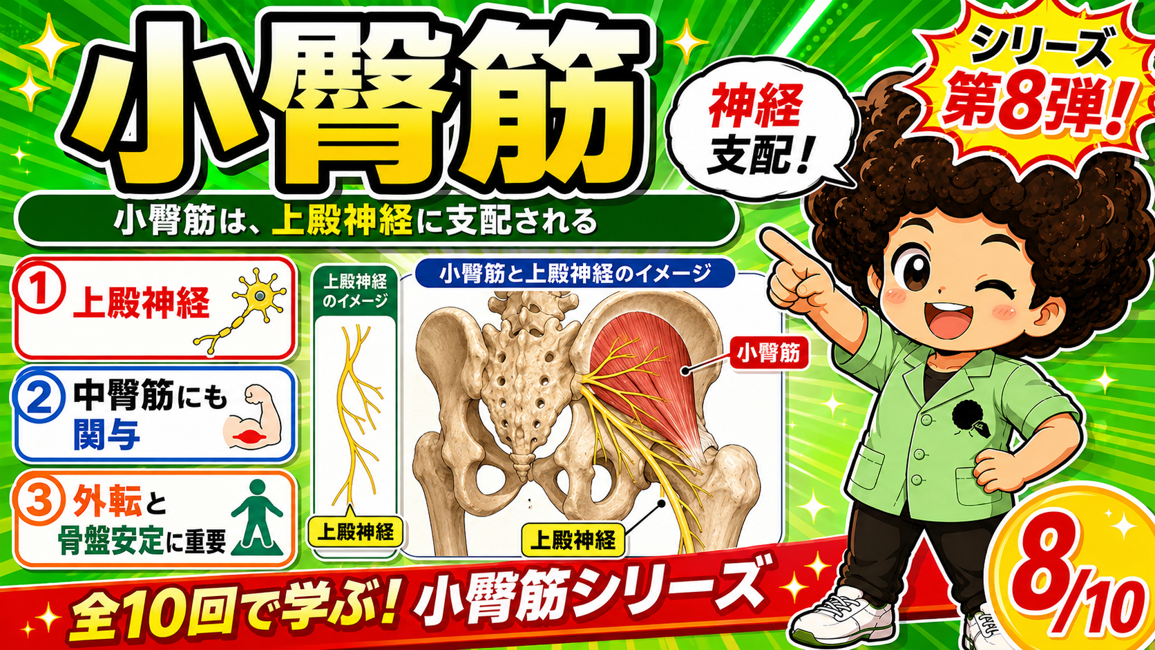 小臀筋と上殿神経の走行を示した図