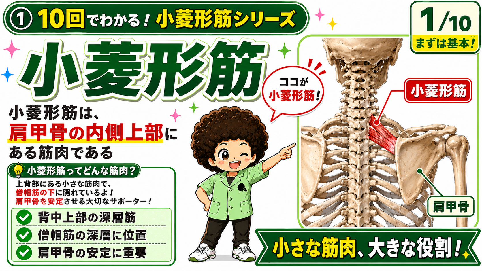 肩甲骨の内側上部、僧帽筋の深層にある小菱形筋を示した背面の骨格図