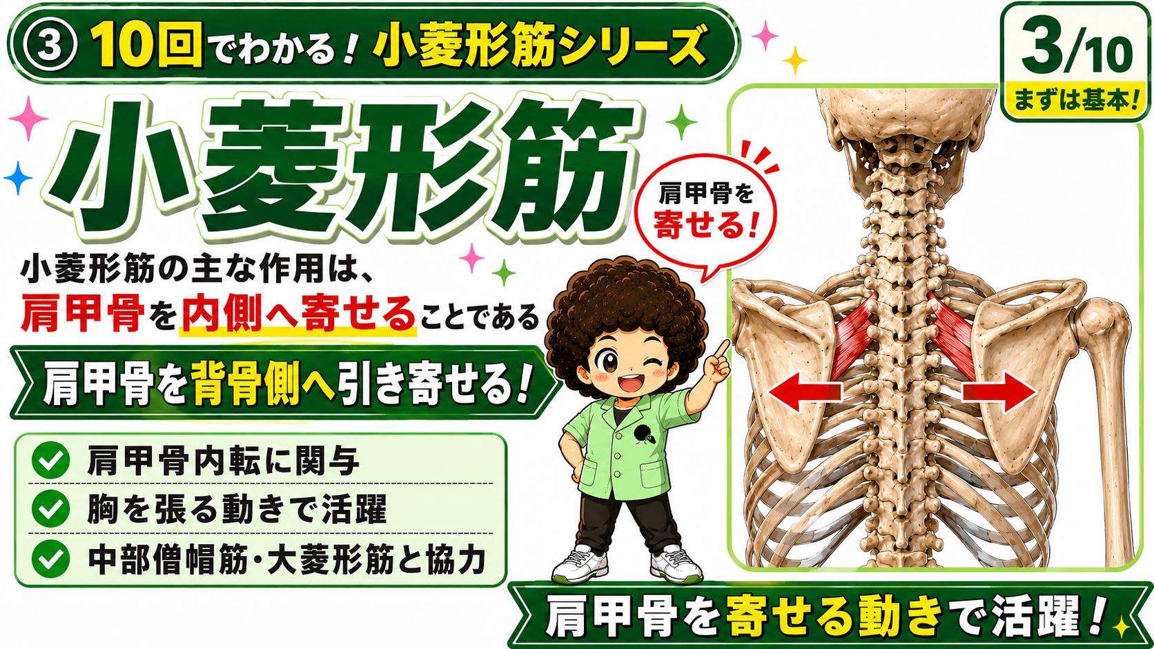 左右の小菱形筋が肩甲骨を内側へ引き寄せる様子を矢印で示した図