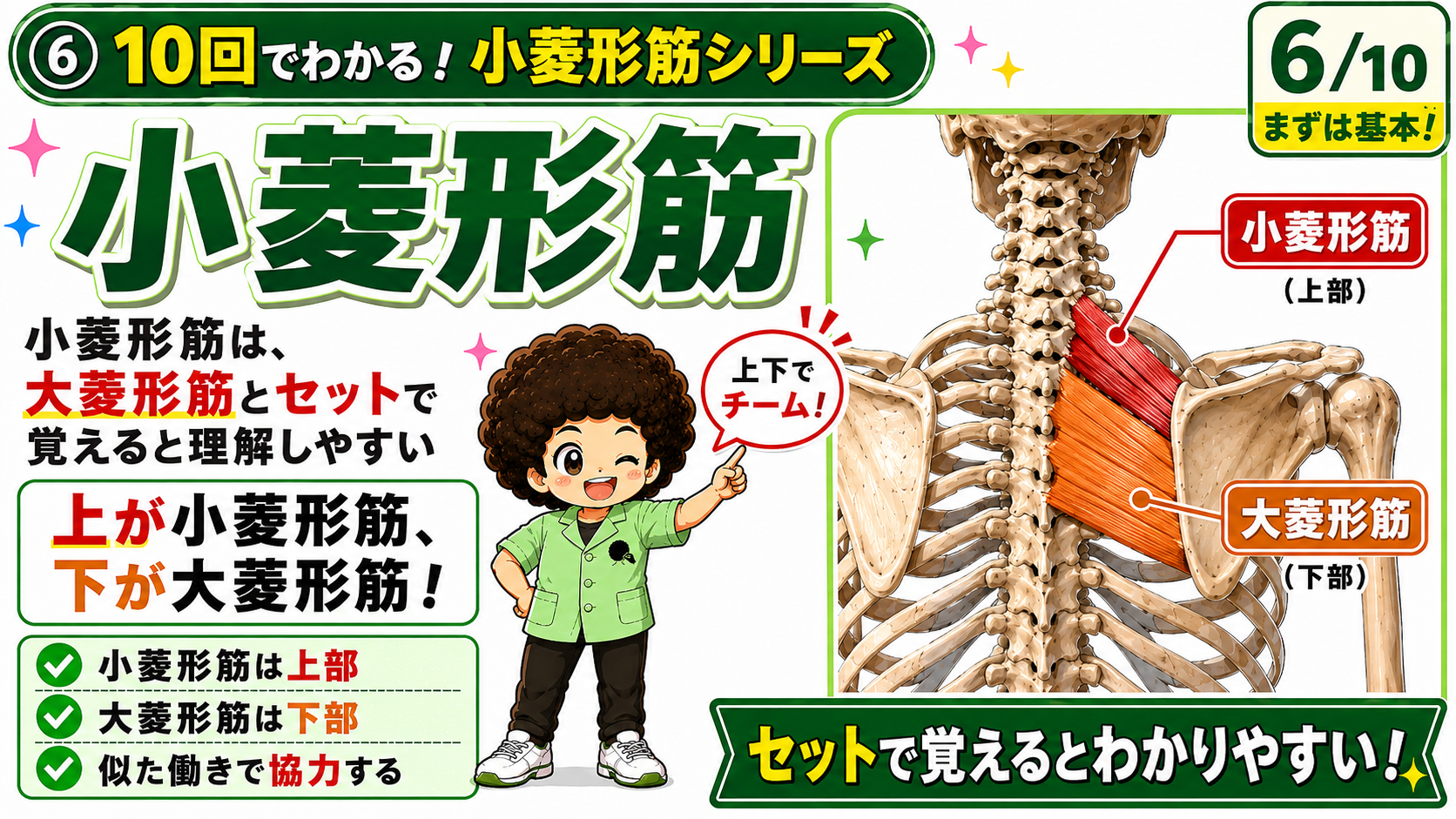 肩甲骨内側で上に小菱形筋、下に大菱形筋が並ぶ様子を色分けした図