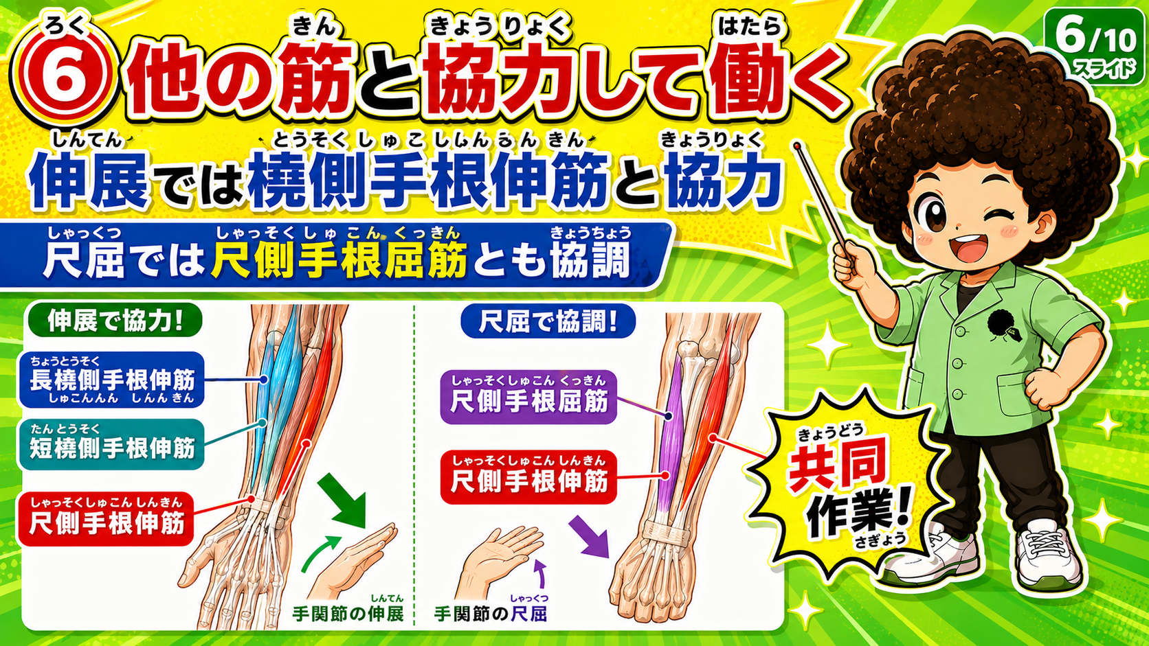 前腕後面の尺側にある尺側手根伸筋の位置を示した図