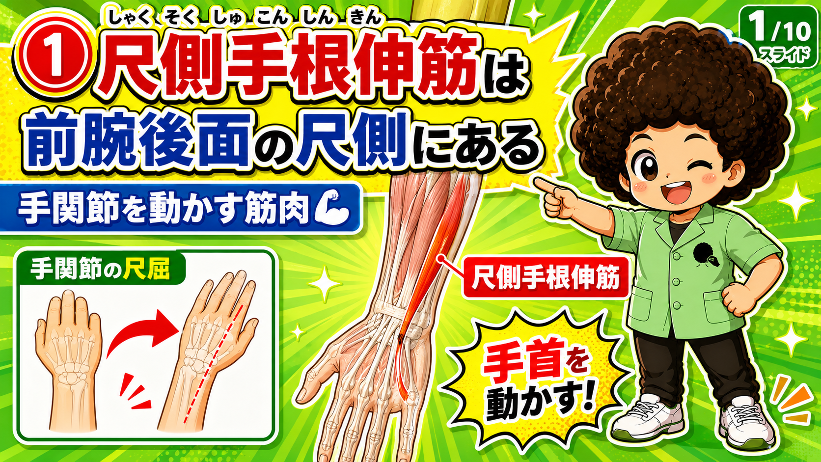 前腕後面の尺側にある尺側手根伸筋の図