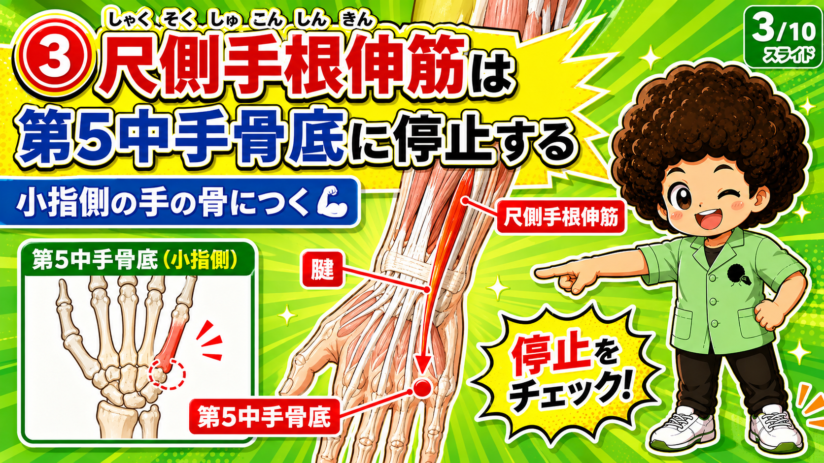 第5中手骨底に停止する尺側手根伸筋の図