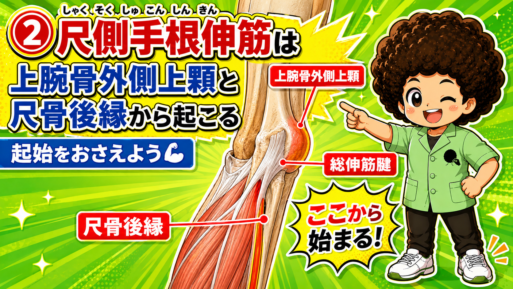 上腕骨外側上顆と尺骨後縁から起こる尺側手根伸筋の図