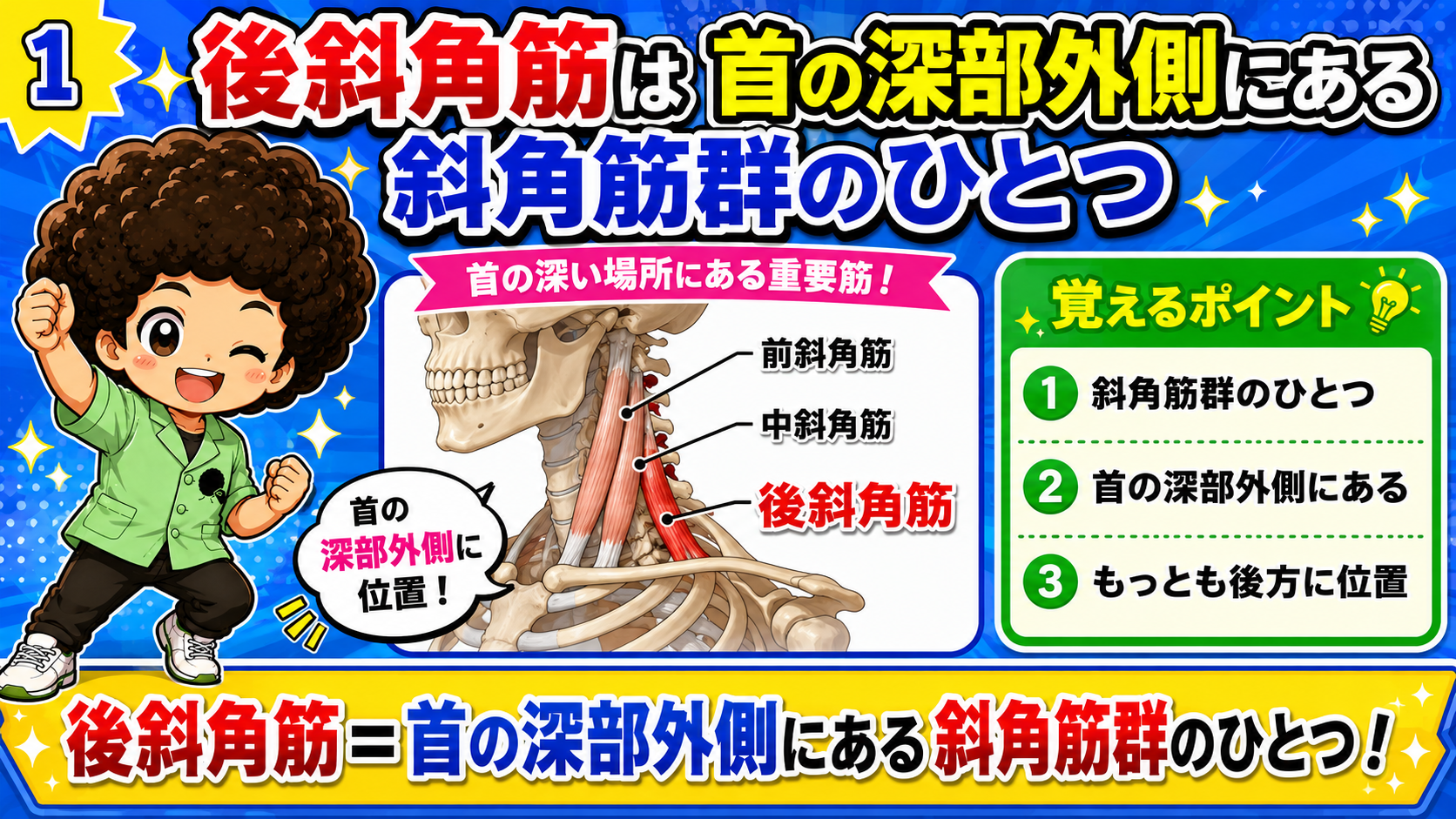 斜角筋群のうち最も後方に位置する後斜角筋の位置を示した図