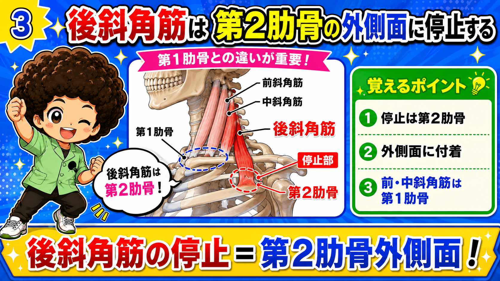 起始C4〜C6横突起後結節と停止第2肋骨外側面を示した図