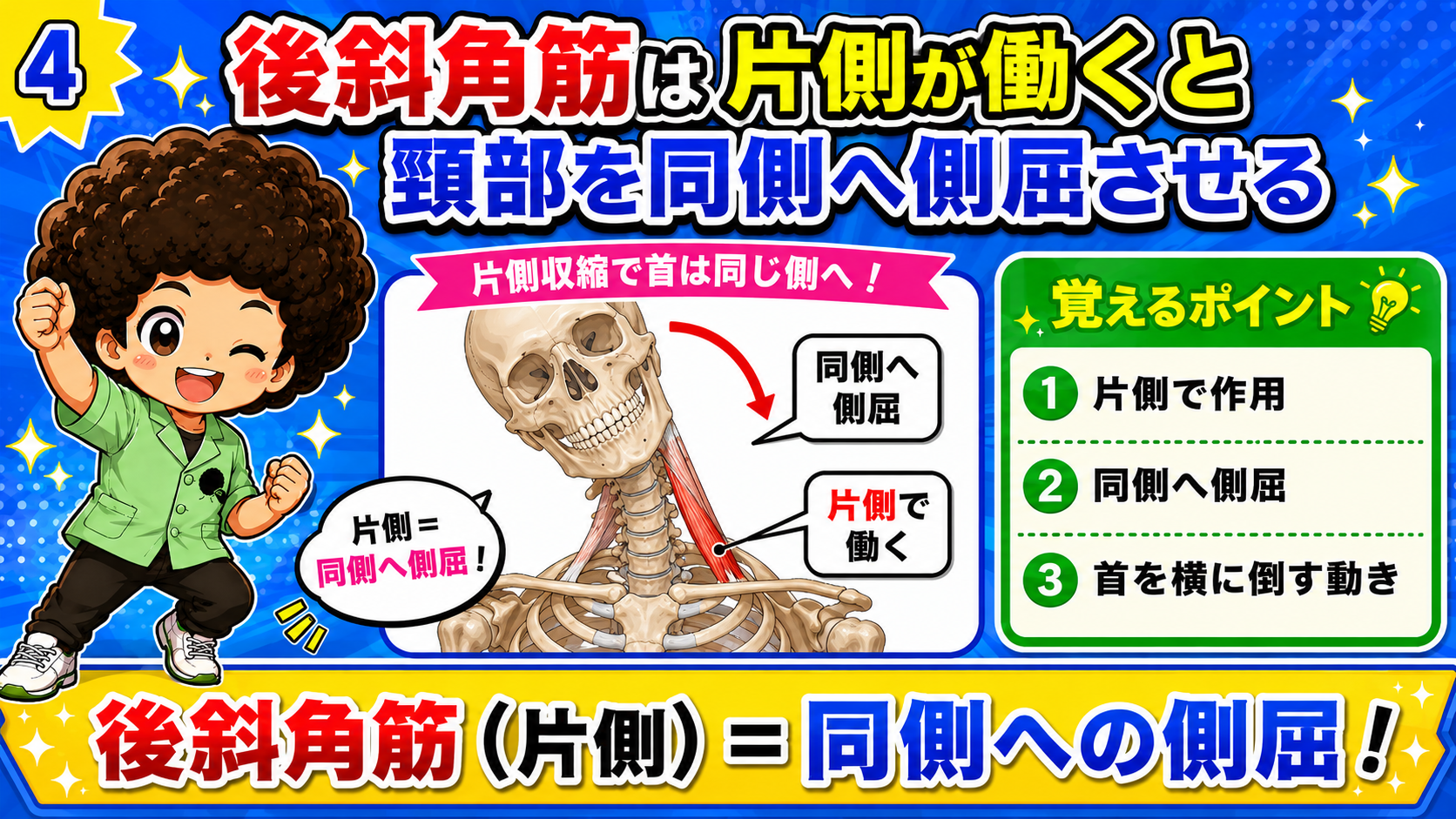 片側で働くと首が同じ側へ倒れる後斜角筋の作用を示した図