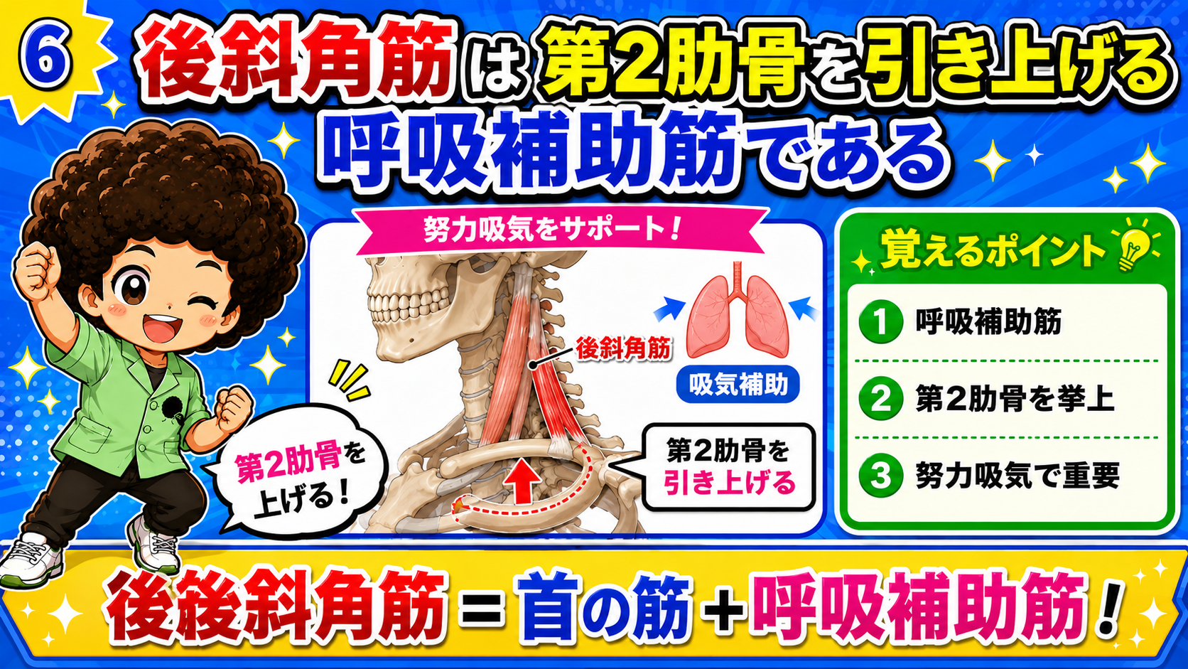 後斜角筋が第2肋骨を挙上し吸気を補助する図