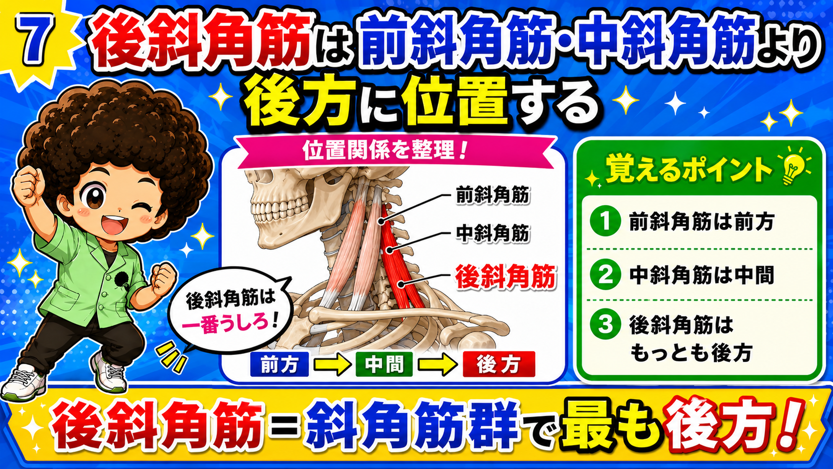 前斜角筋・中斜角筋より後方にある後斜角筋を示した図