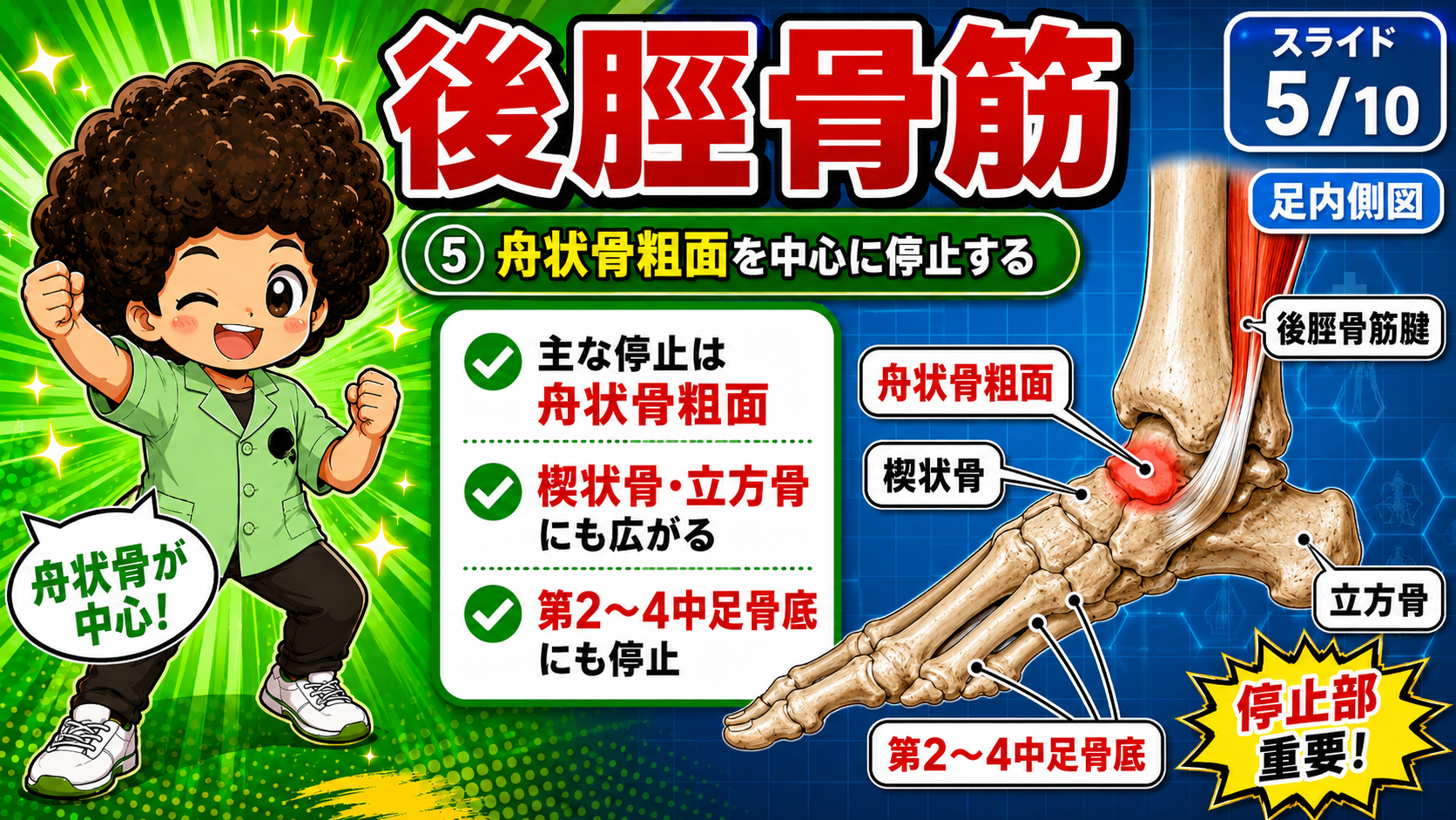 足内側図で後脛骨筋腱の停止部を示した図