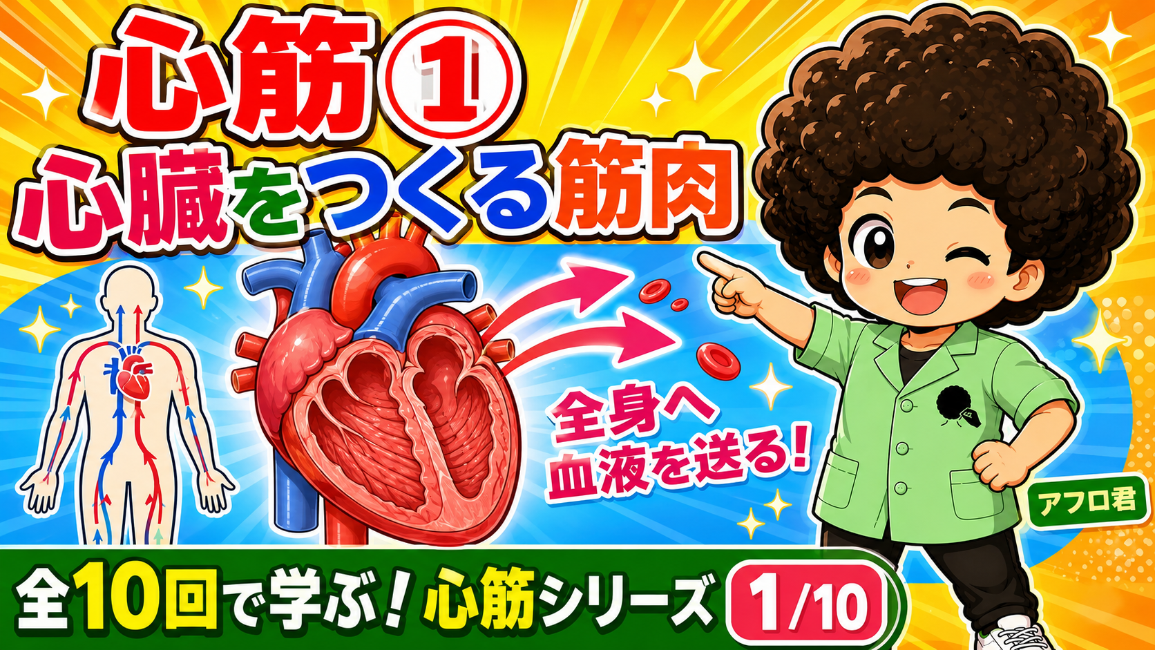 心臓をつくる心筋が全身へ血液を送り出すことを示す図