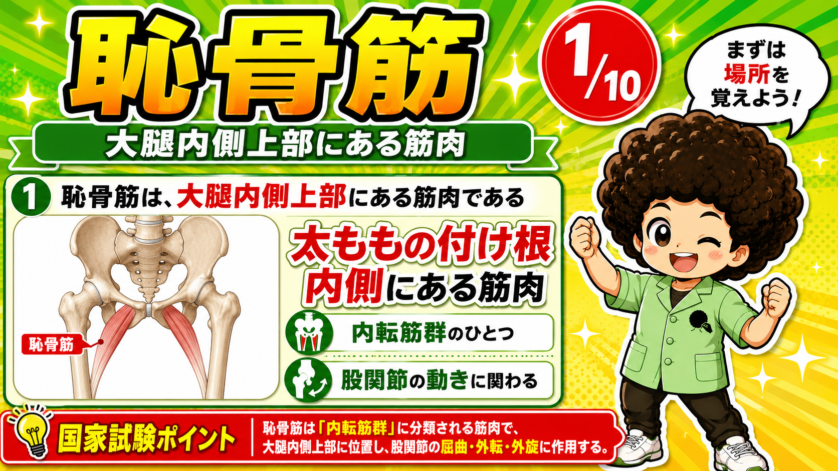 骨盤と大腿骨内側上部に位置する恥骨筋を示した図