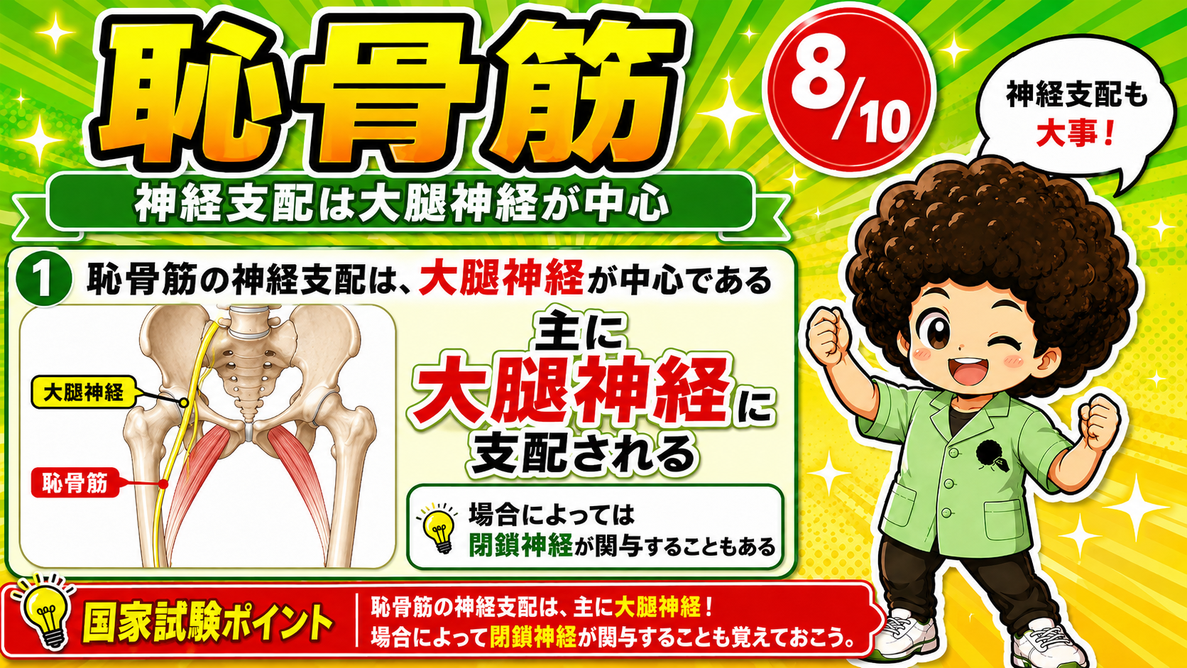 大腿神経に支配される恥骨筋の図