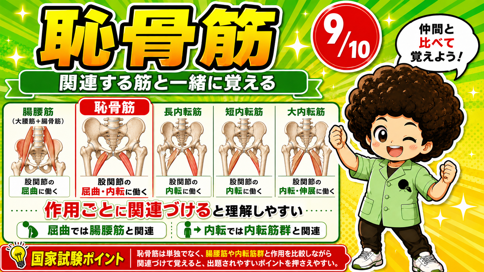 恥骨筋と関連筋を比較した図