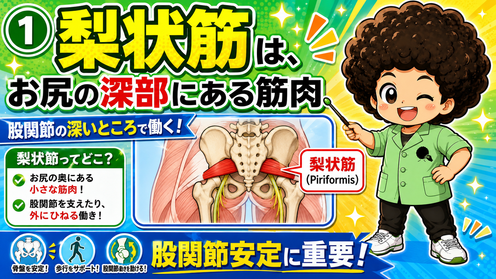 仙骨から大転子へ走る梨状筋を示した解剖図