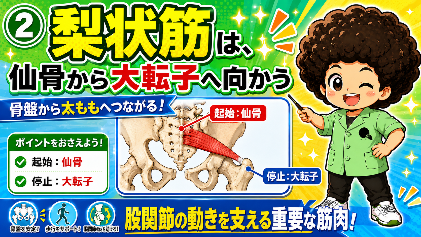 起始の仙骨と停止の大転子を示した図