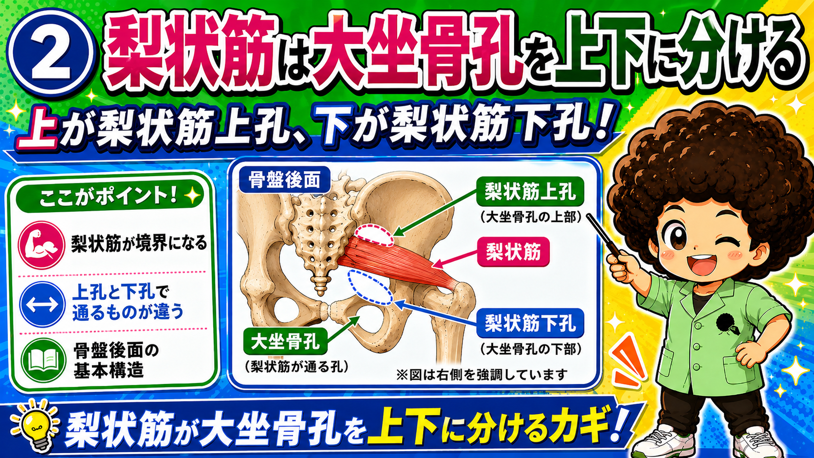 梨状筋が大坐骨孔を上下に分ける様子